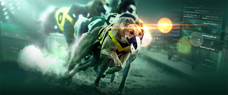 Bet365 website play reputable greyhound racing betting