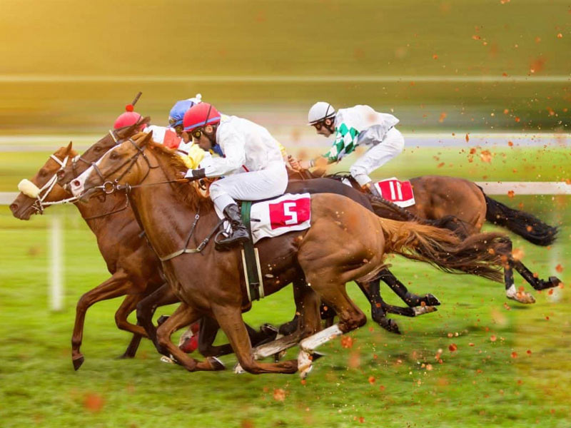 Learn about horse racing betting