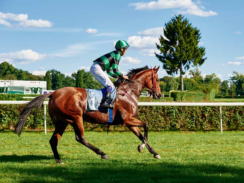 Learn about online horse racing games
