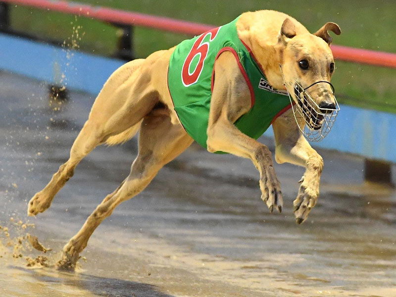 The history of greyhound racing betting today