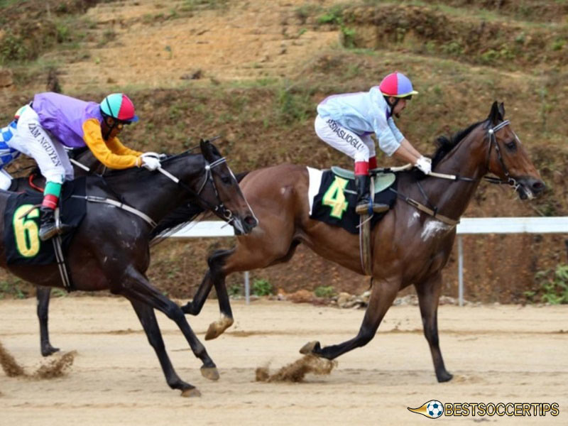 Learn about horse racing and horse racing betting strategies