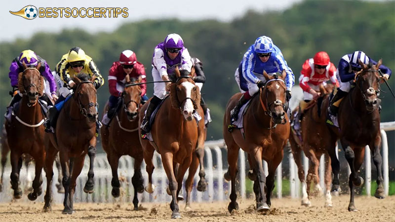 Types of Horse Racing Bets